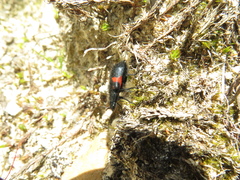 Astylus aulicus