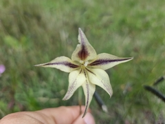 Gladiolus longicollis