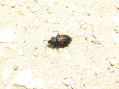Astylus aulicus