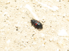 Astylus aulicus
