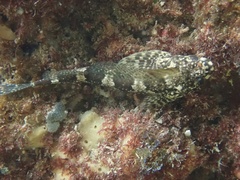 Lepidoblennius