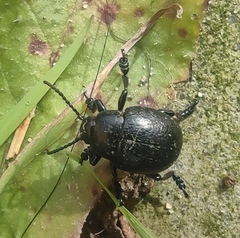 Chrysolina haemoptera