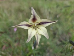 Gladiolus longicollis