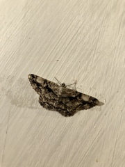 Peribatodes umbraria