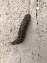 Phyllocaulis soleiformis