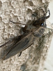 Belostoma