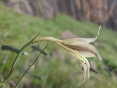 Gladiolus longicollis