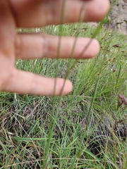 Gladiolus longicollis