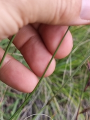Gladiolus longicollis