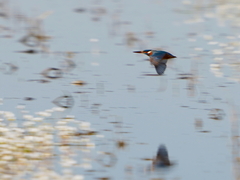Alcedo atthis ispida