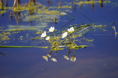 Ranunculus aquatilis