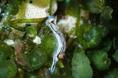 Hypselodoris maritima