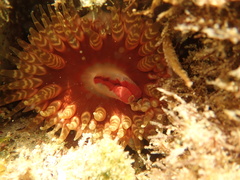 Phlyctenanthus australis