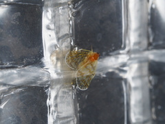 Saccharodite chrysonoe