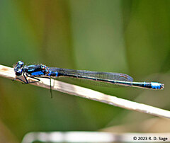 Cyanallagma interruptum