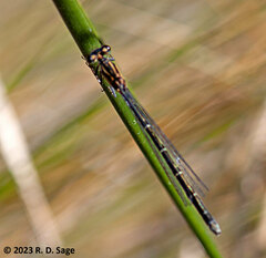 Cyanallagma interruptum