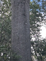 Brachychiton discolor