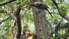 Cyanocorax cyanomelas