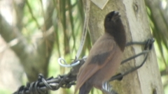 Cyanocorax cyanomelas