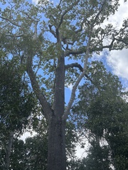 Brachychiton discolor