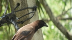 Cyanocorax cyanomelas