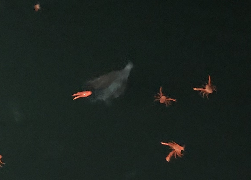 Bennett's Flyingfish