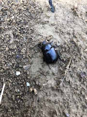 Pentodon bidens punctatus