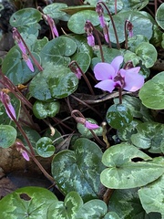 Cyclamen coum