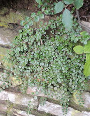 Cotoneaster hjelmqvistii