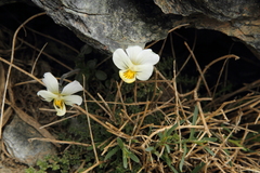 Viola crassiuscula