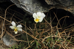 Viola crassiuscula