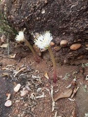 Haemanthus humilis hirsutus