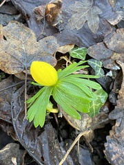 Eranthis hyemalis