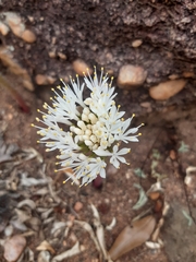 Haemanthus humilis hirsutus