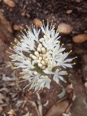 Haemanthus humilis hirsutus