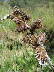 Xanthium orientale riparium