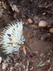 Haemanthus humilis hirsutus