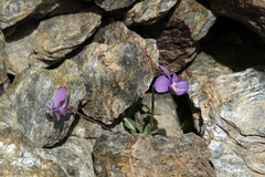 Viola crassiuscula