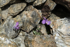 Viola crassiuscula
