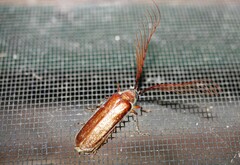 Enneaphyllus aeneipennis