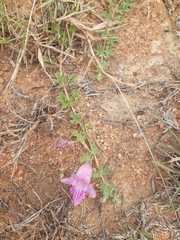 Dicerocaryum senecioides