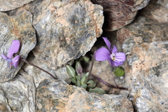 Viola crassiuscula