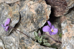 Viola crassiuscula