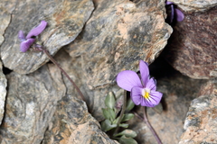 Viola crassiuscula