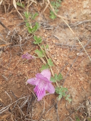 Dicerocaryum senecioides