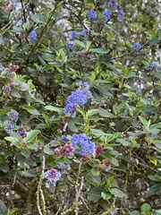 Ceanothus tomentosus