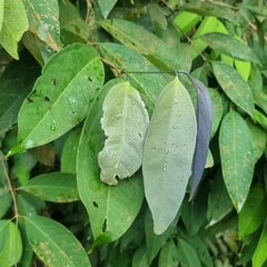 Syzygium ridleyi