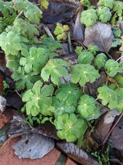 Geranium macrorrhizum