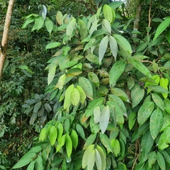 Syzygium ridleyi