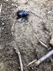 Pentodon bidens punctatus